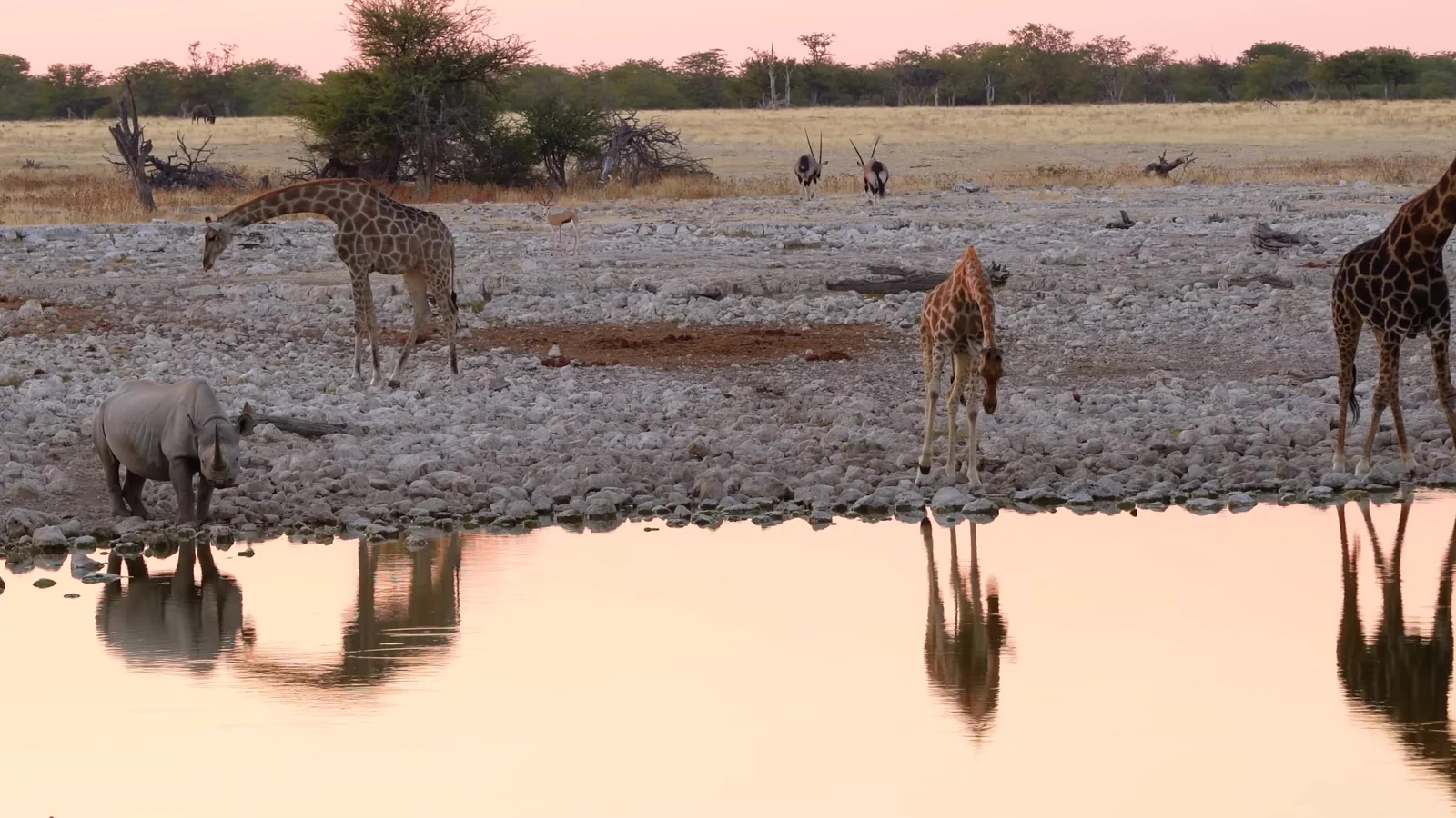 Giraffe / riflessi al tramonto