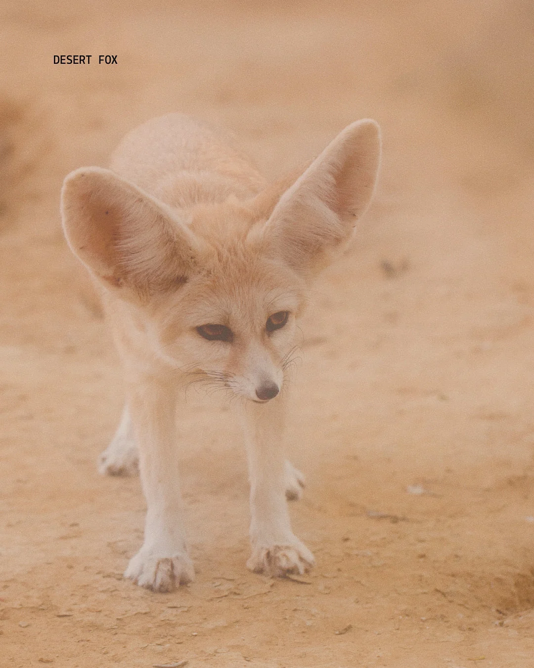 Zorro del desierto en Namibia, un animal salvaje típico en tours por la naturaleza