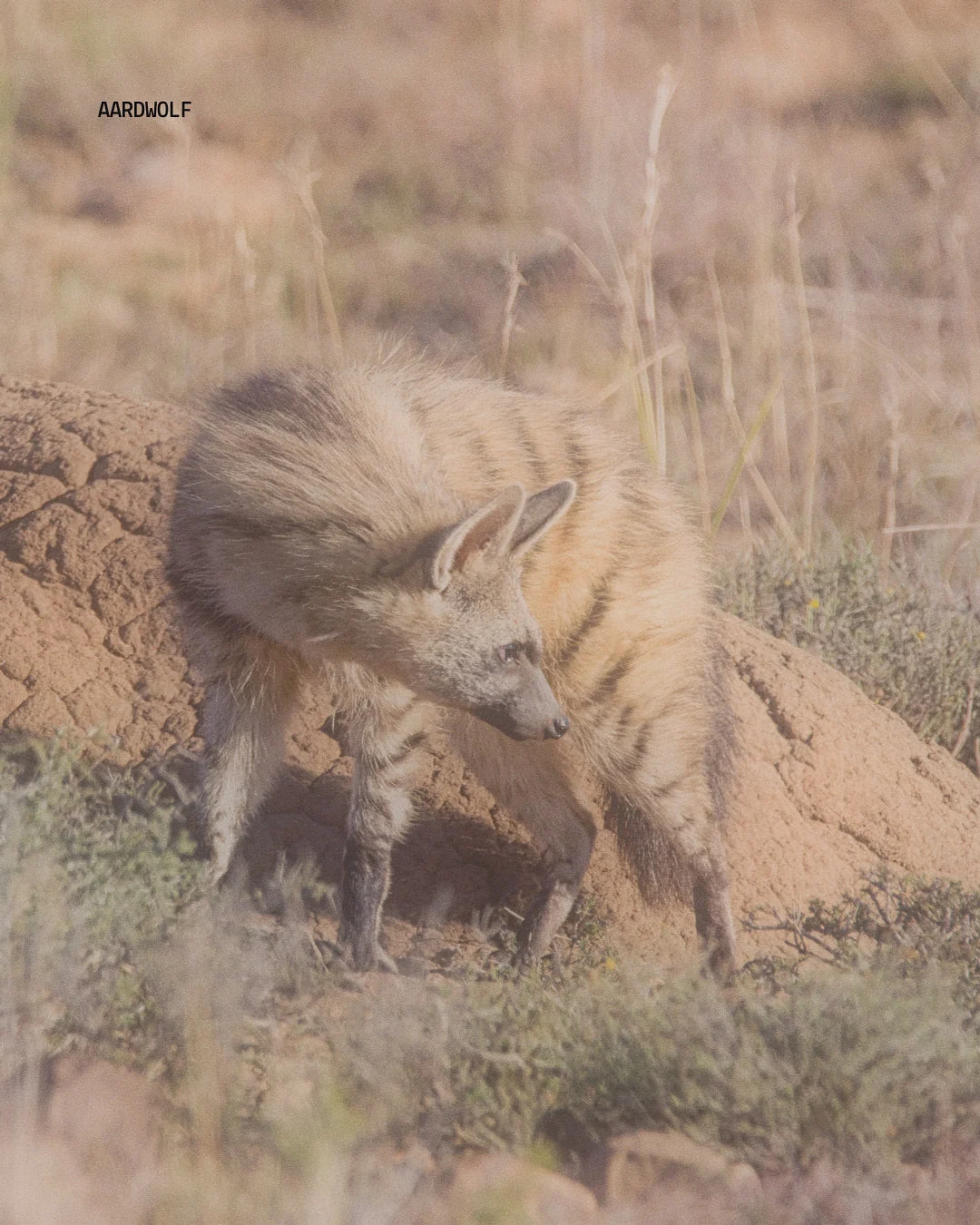Aardwolf en la sabana de Namibia, vida silvestre durante visitas guiadas en Namibia