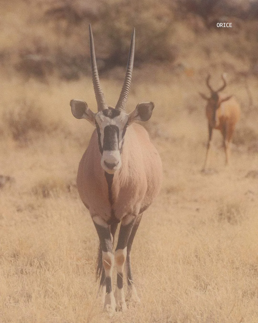 Oryx en la sabana de Namibia, vida silvestre durante visitas guiadas en Namibia