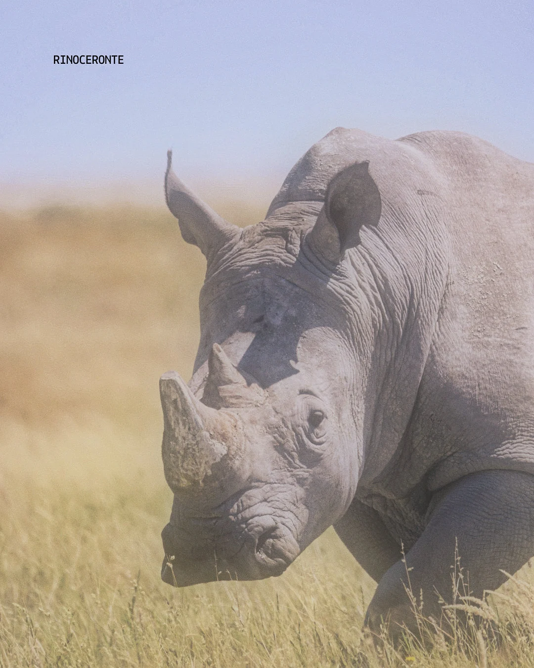 Rinoceronte en la sabana durante un safari en Namibia, tours organizados para italianos