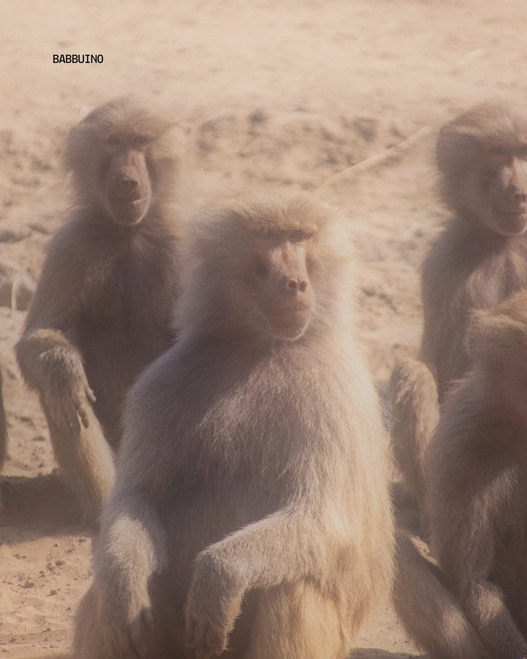 Babuinos en Namibia en un safari, vida silvestre africana