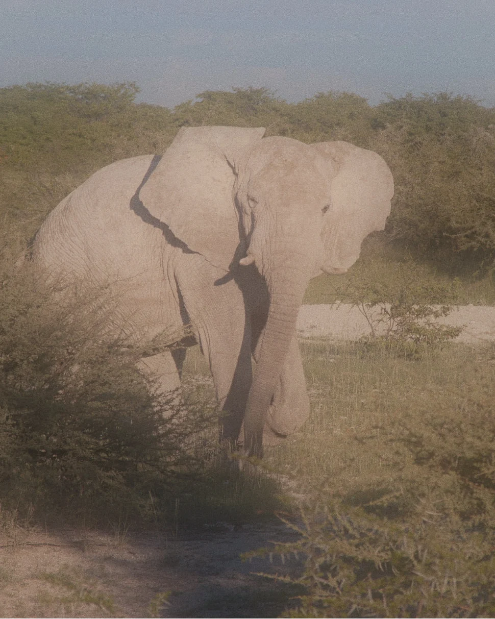 Elefante africano en la sabana de Namibia durante visitas guiadas en italiano