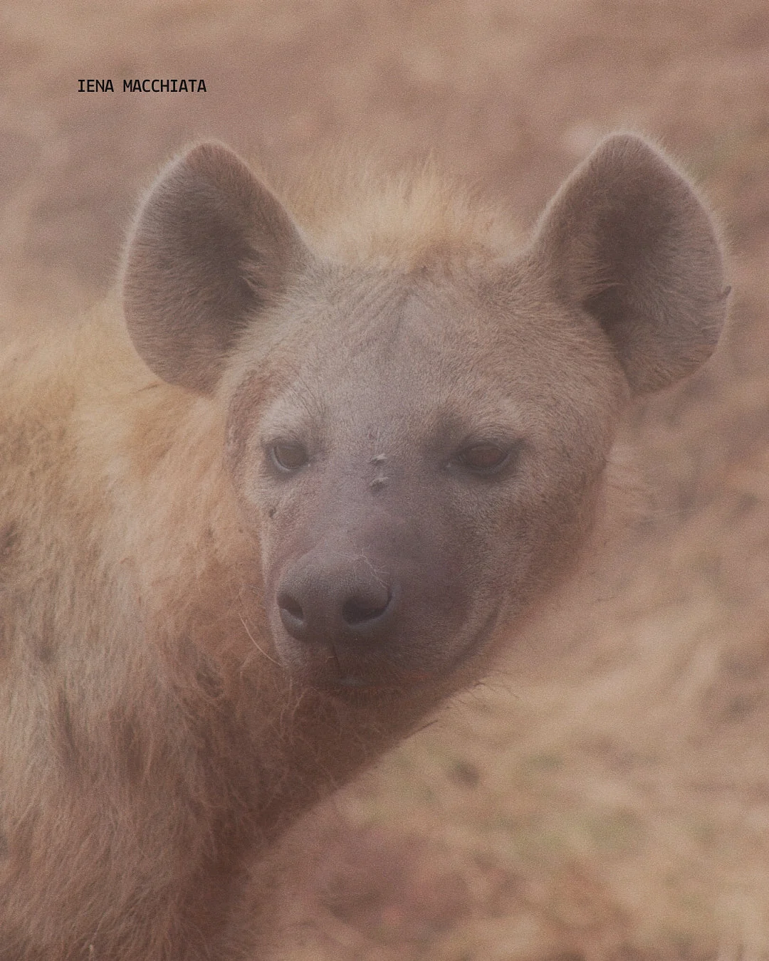 Hiena manchada en Namibia, safari de vida silvestre con visitas guiadas en italiano