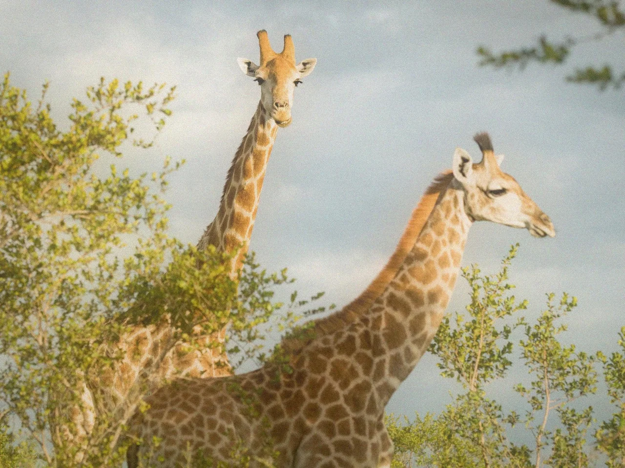 giraffe_couple_namibia_redland - REDLAND TOURS