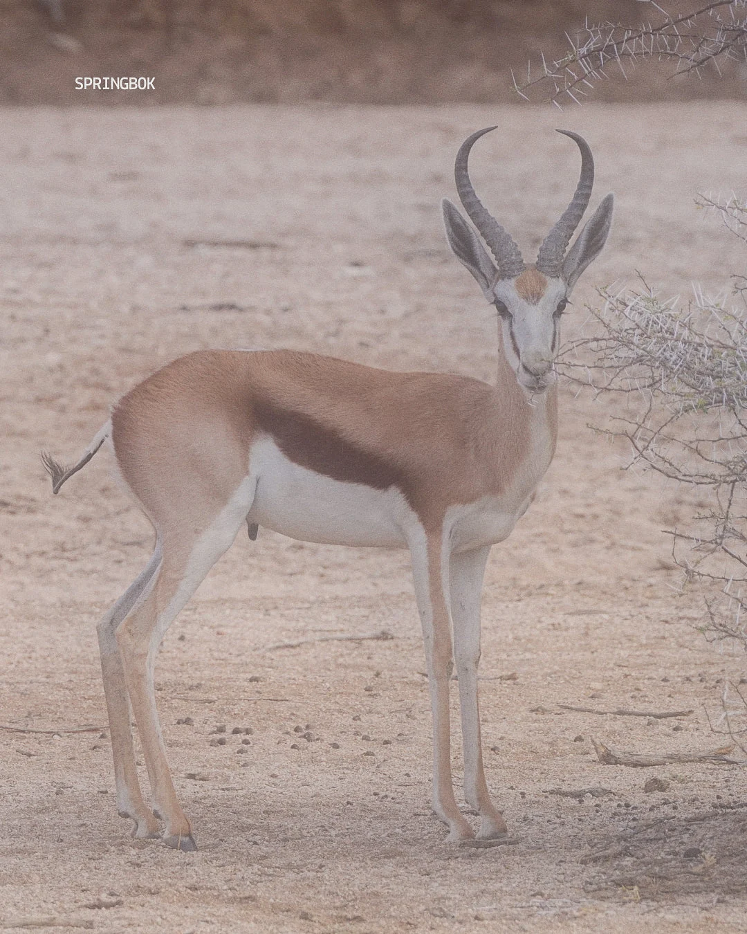 Springbok en Namibia, animal salvaje durante un safari en el desierto africano