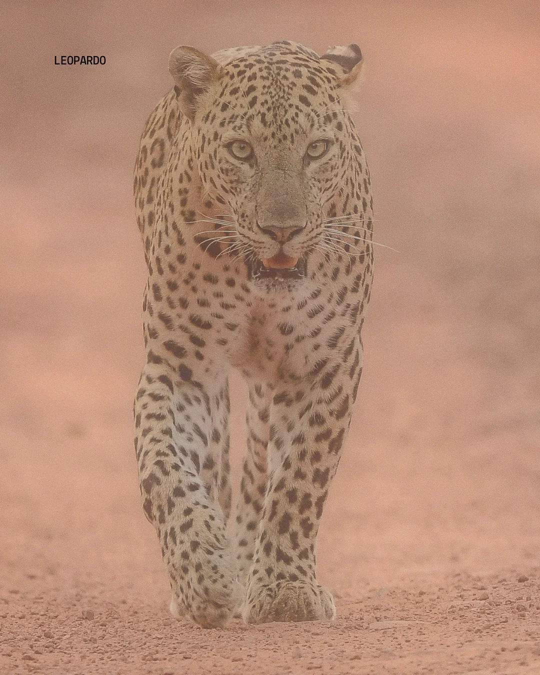 Leopardo en Namibia, safari de vida silvestre con visitas guiadas en italiano