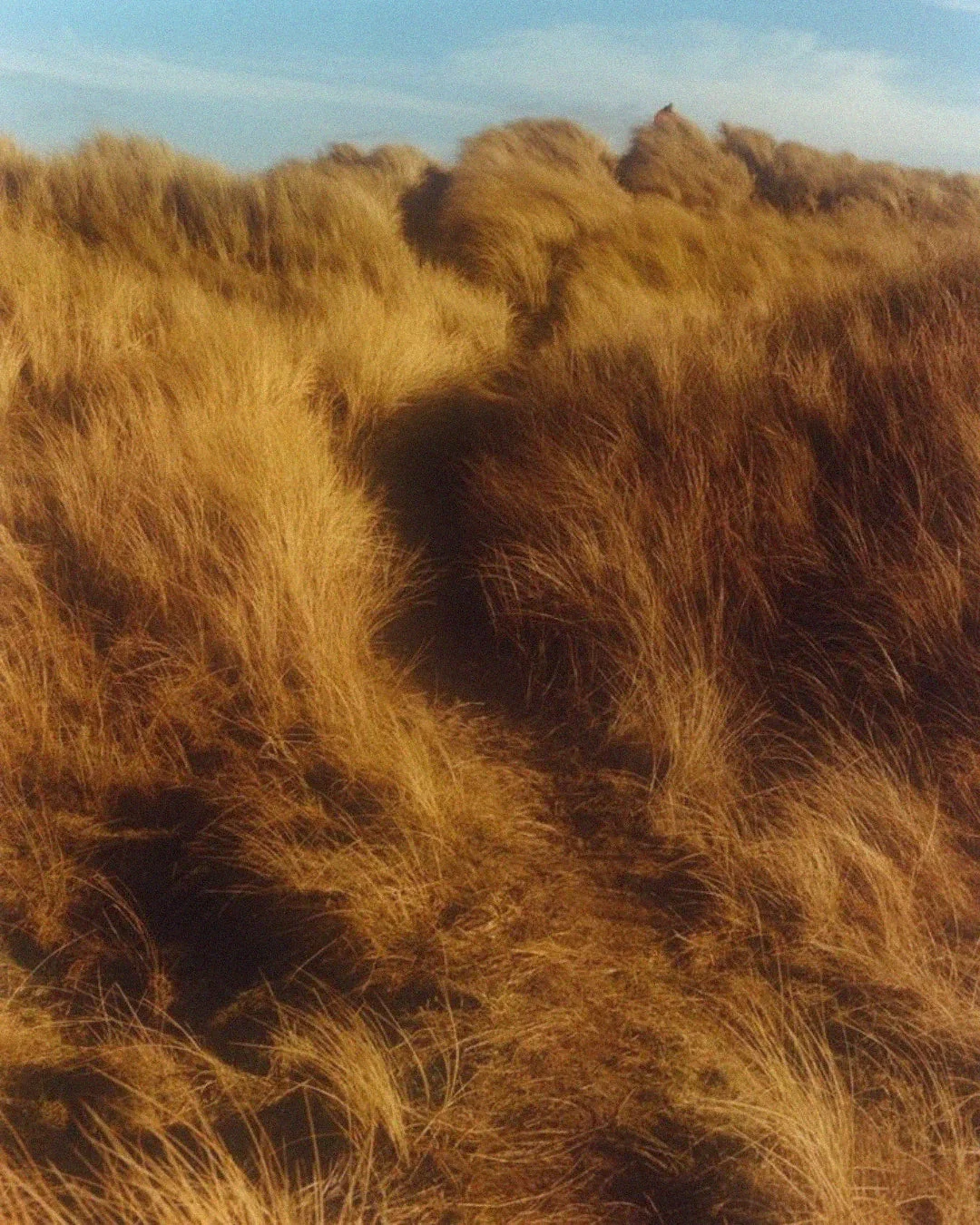 ERBA_DESERTO_NAMIBIA_REDLAND - REDLAND TOURS