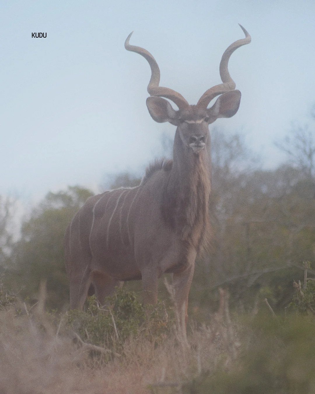 Macho Kudu en la sabana de Namibia, safari de vida silvestre con visitas guiadas en italiano
