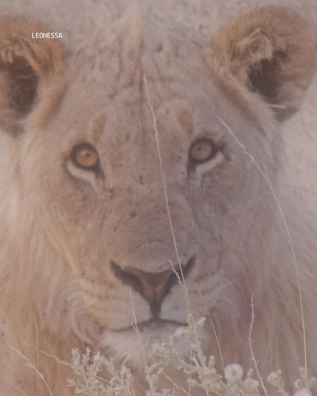 Leona en Namibia, ojos dorados entre la hierba seca, safari con asistencia italiana