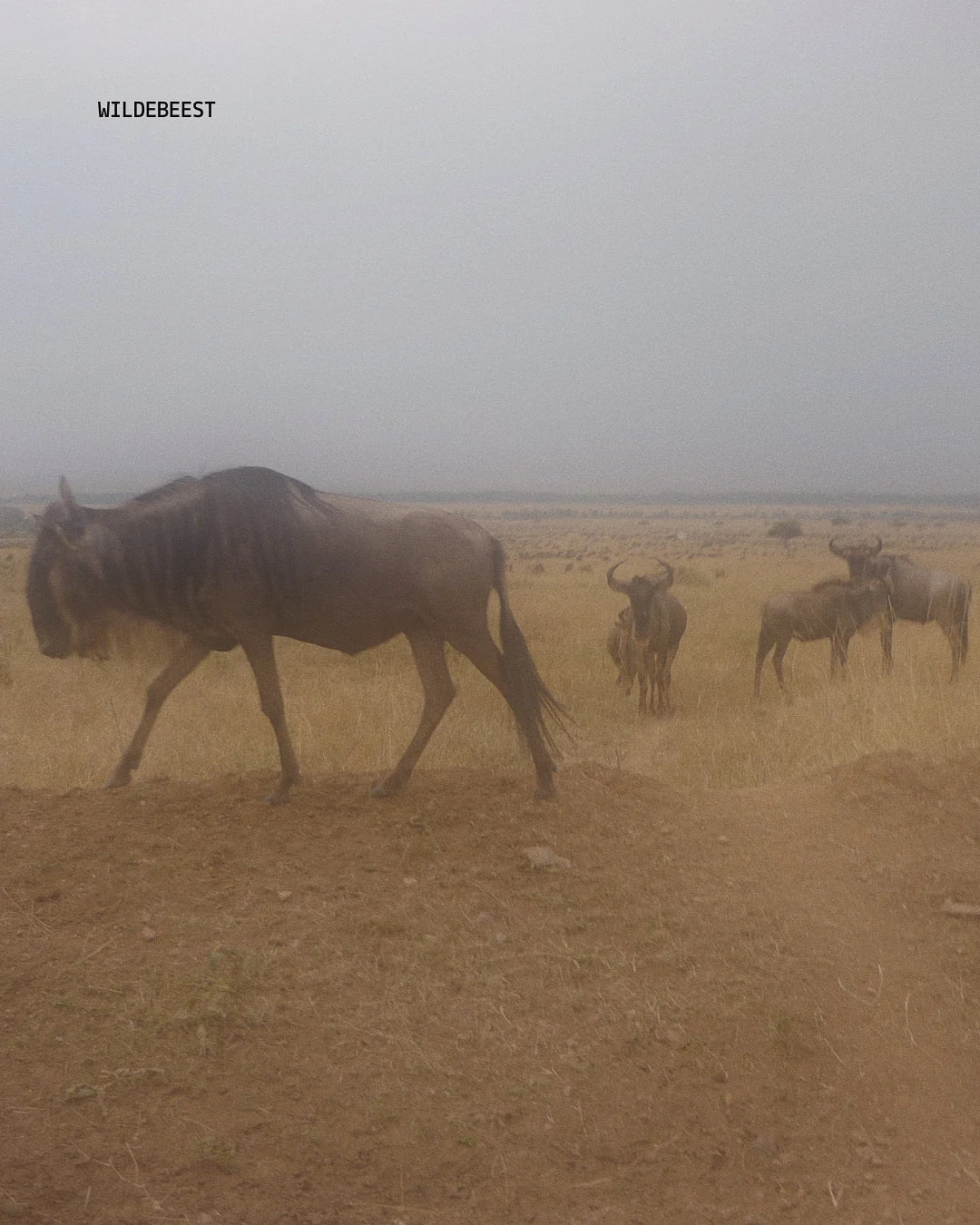 Ñus en la sabana de Namibia durante un recorrido por la vida salvaje con asistencia en italiano