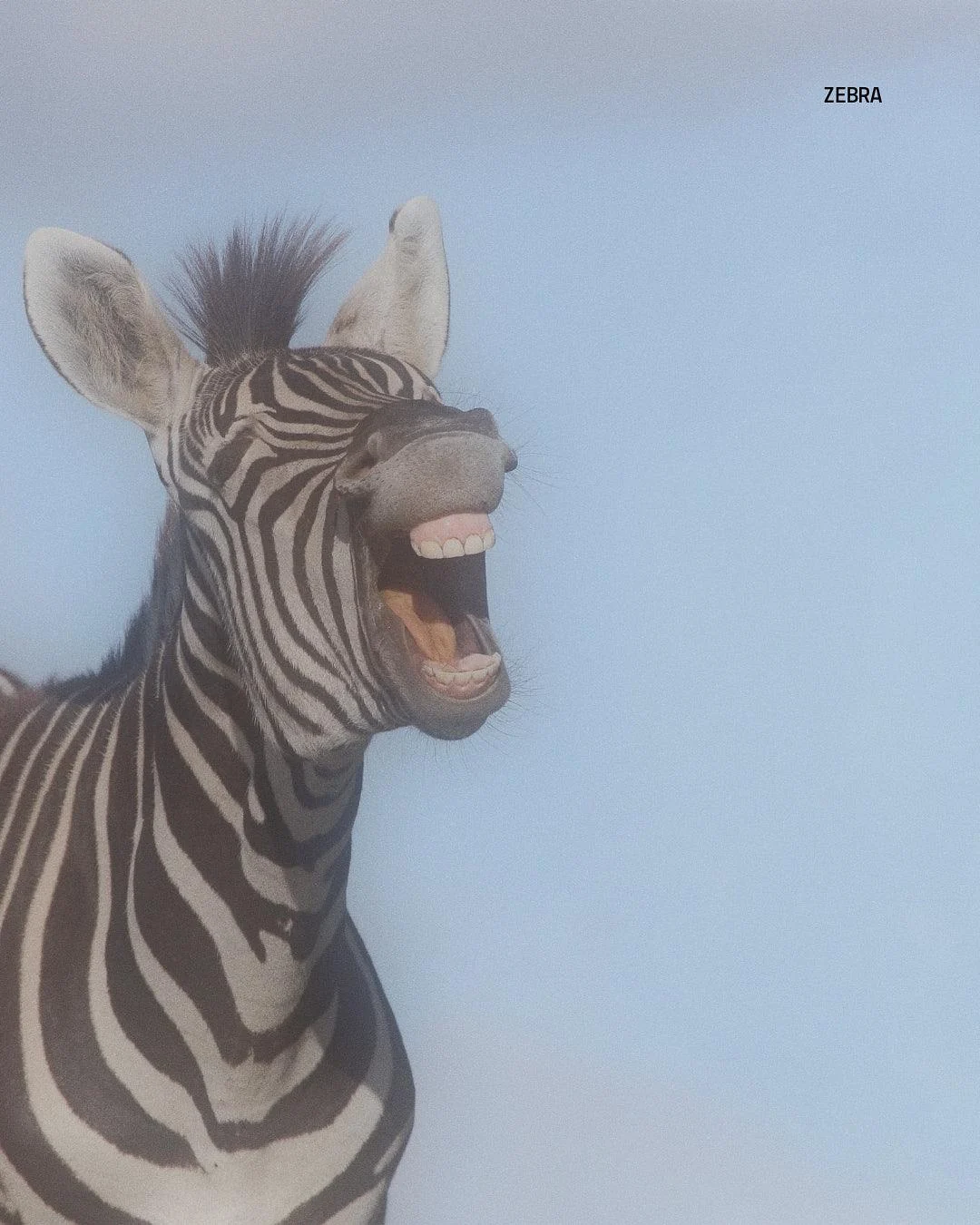 Cebra con boca abierta en Namibia, safari de vida silvestre