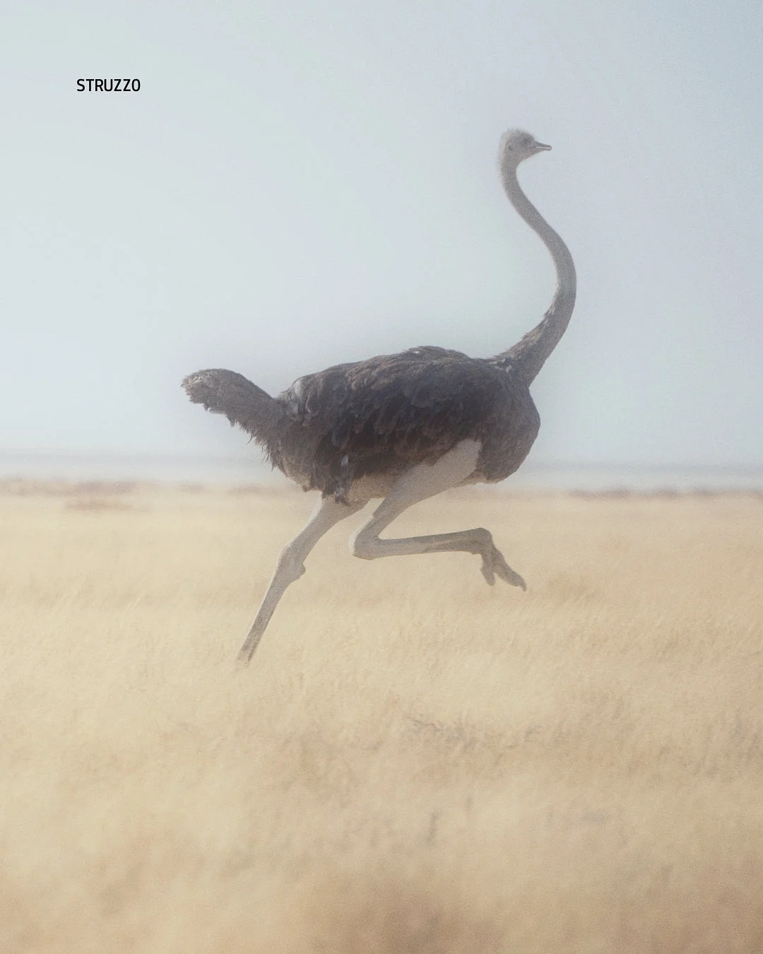 Avestruz corriendo en la sabana de Namibia, símbolo de safaris y recorridos por la naturaleza en Namibia