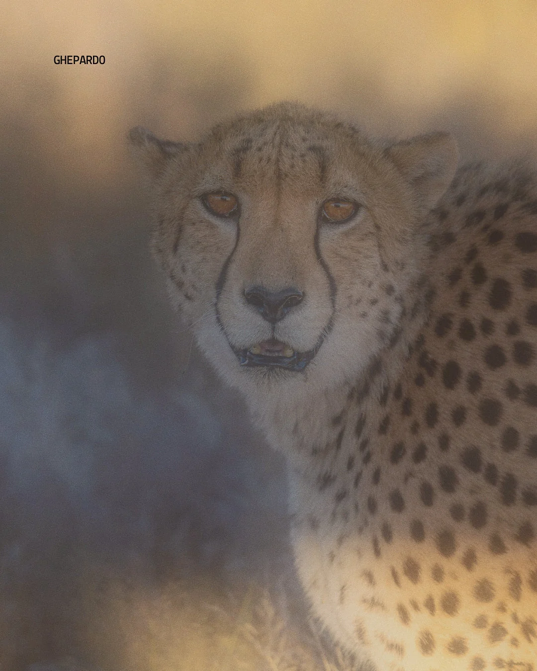 Guepardo en Namibia, safari de vida silvestre con visitas guiadas para italianos