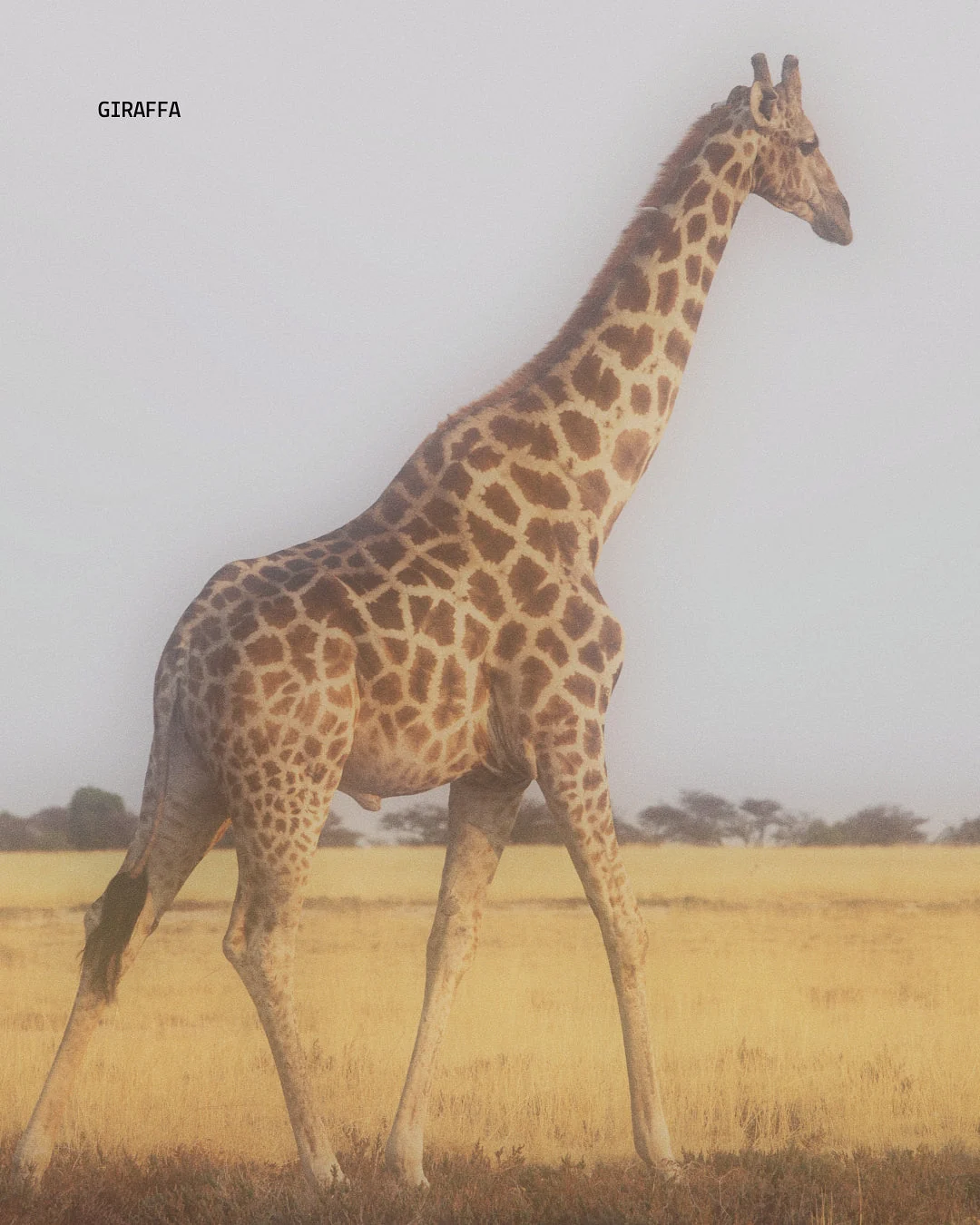 Jirafa en la sabana de Namibia, símbolo de safaris y recorridos por la naturaleza en África