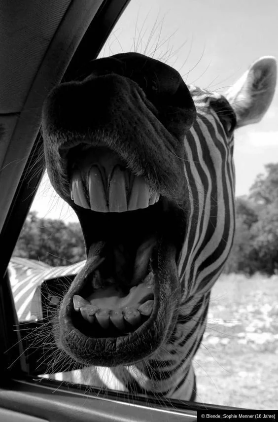 Cebra con la boca abierta durante un safari en Namibia, tours organizados para italianos