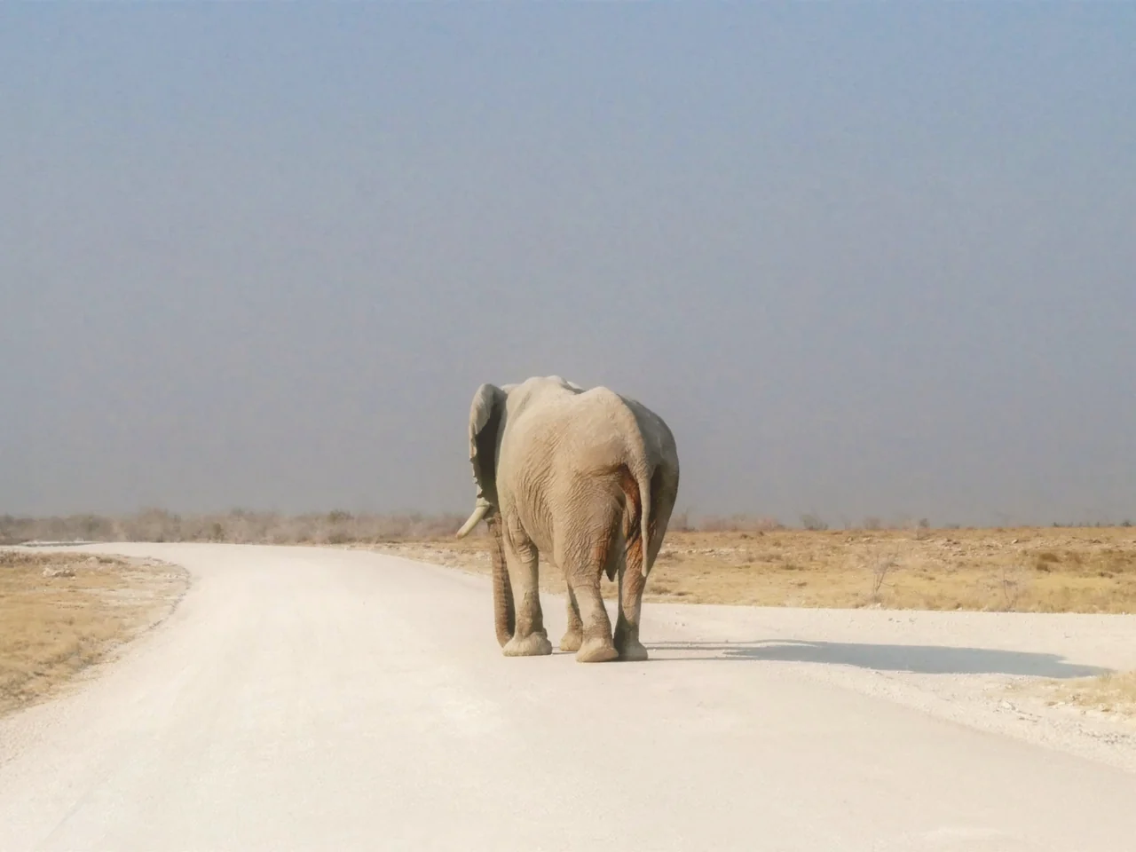elefante_namibia_viaggi_su_medida_redland - REDLAND TOURS