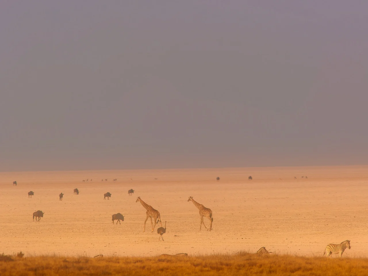 ethosha_giraffe_ostriches_namibia_redland - REDLAND TOURS