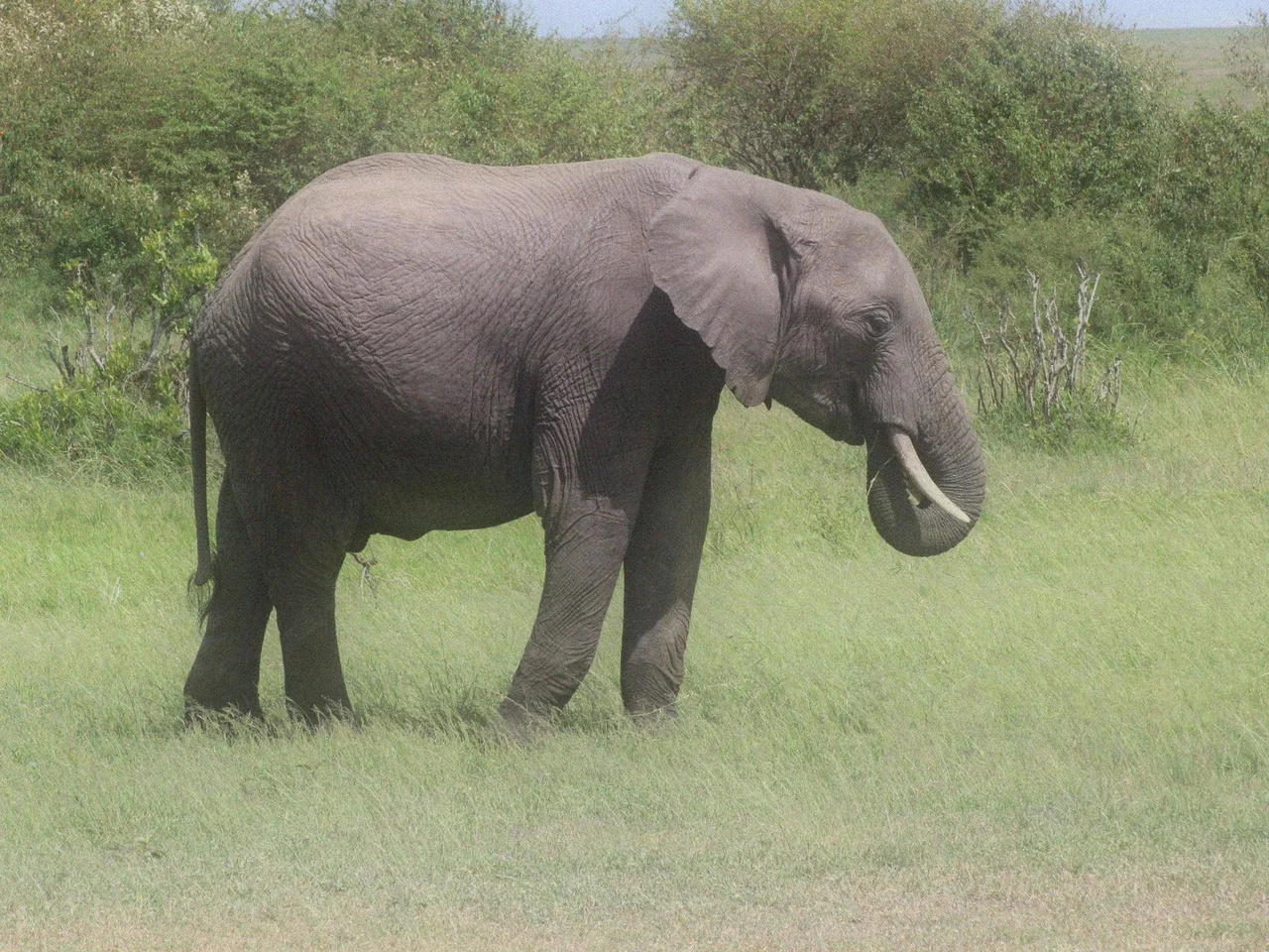 young_elephant_ethosha_namibia_redland - REDLAND TOURS