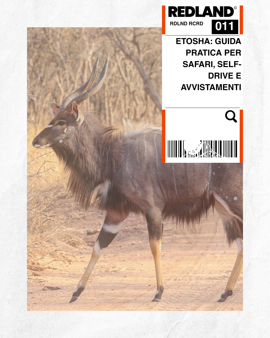 Etosha: guida pratica per safari, self-drive e avvistamenti