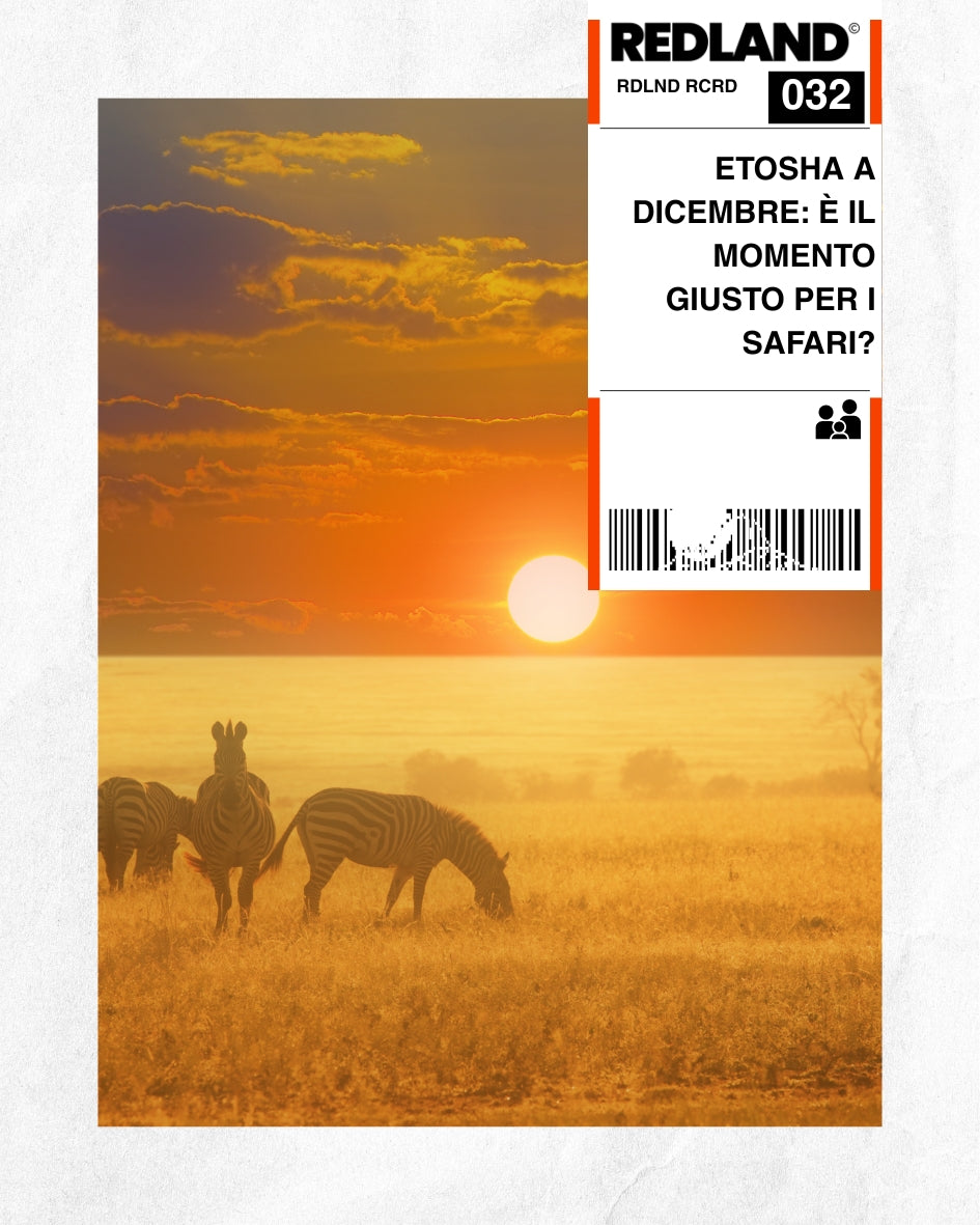 Etosha a dicembre: è il momento giusto per i safari?
