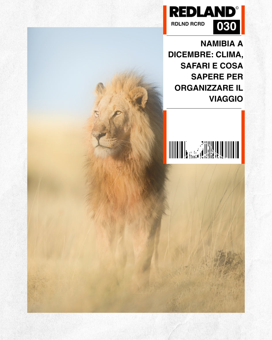 Namibia a dicembre: clima, safari e cosa sapere per organizzare il viaggio
