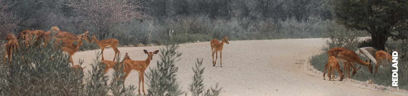 Osservatorio Redland: quanto costa davvero viaggiare in Namibia nel 2027