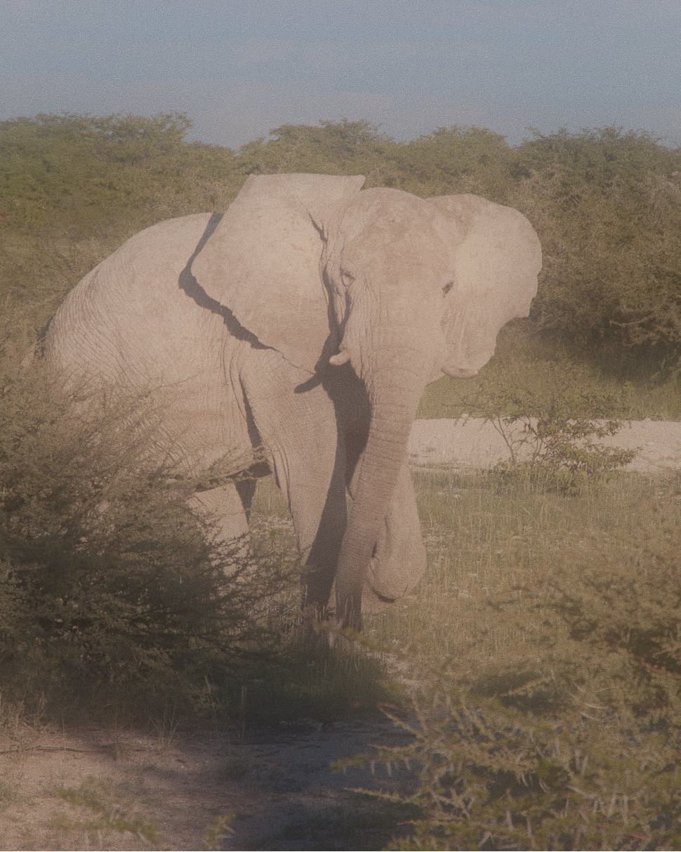 Elefante africano in savana namibiana durante tour guidati in italiano