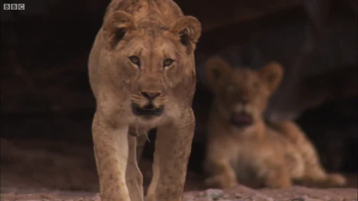Fotogramma effettivo del montaggio: Natural World – Desert Lions