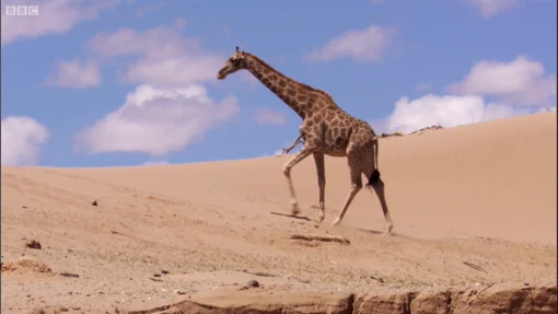 Fotogramma effettivo del montaggio: Natural World – Desert Lions