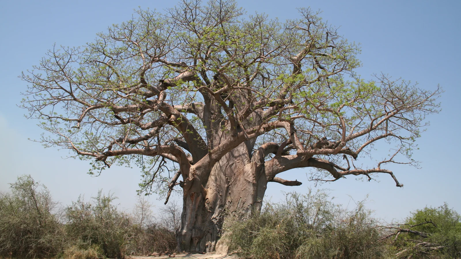 Mahango / the presence of the baobab