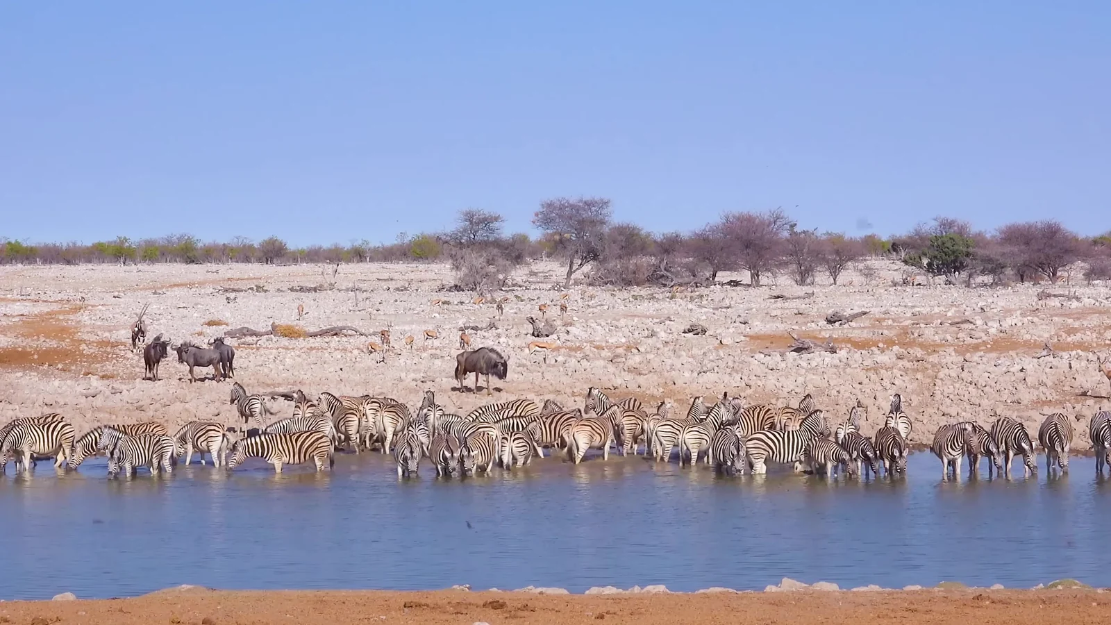 Una piscina/una escena coral