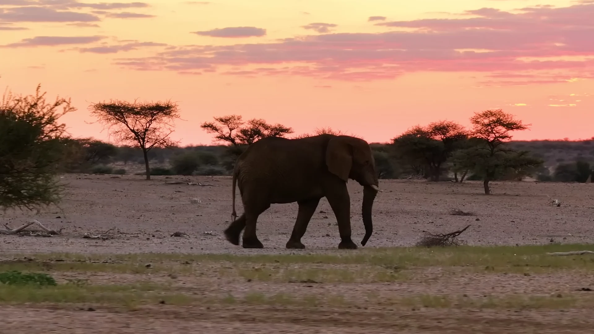 Ein Elefant rennt im Abendlicht durch die namibische Landschaft