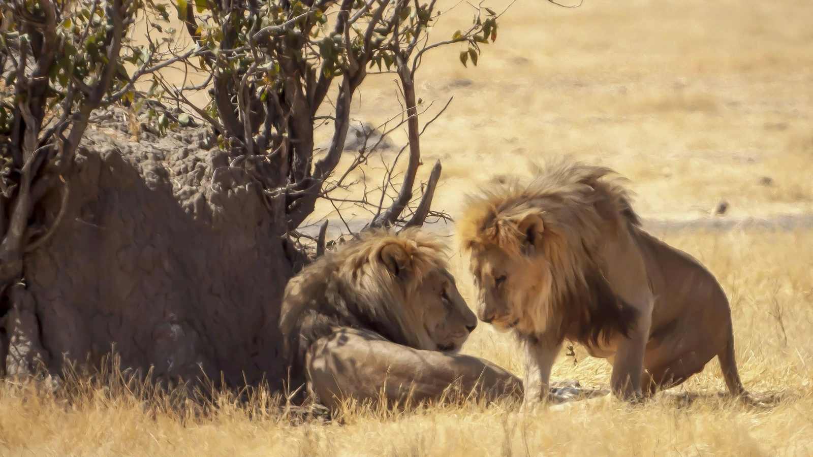 Due leoni riposano all’ombra di un albero a Etosha