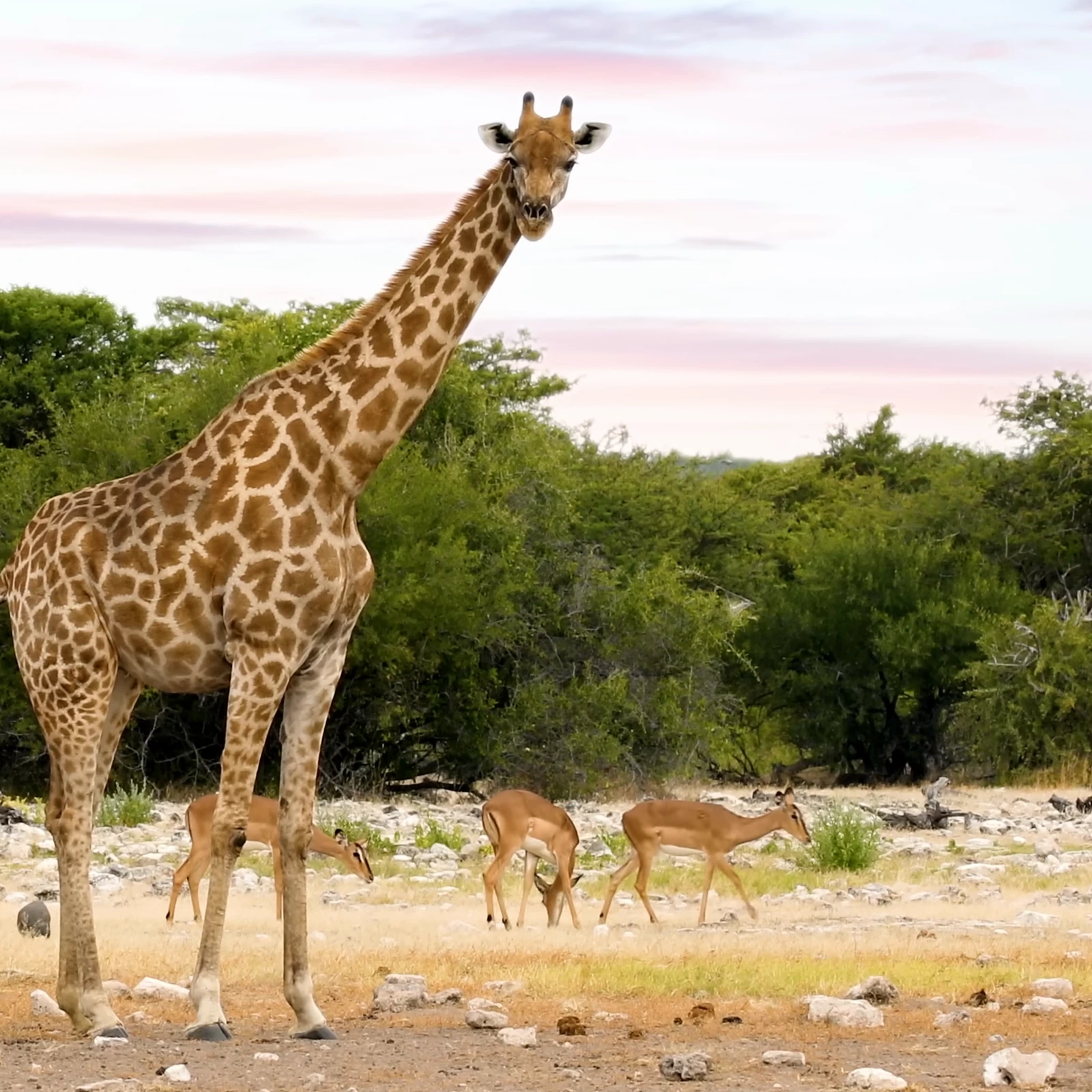 Una giraffa nel paesaggio namibiano, tra vegetazione e luce del tramonto